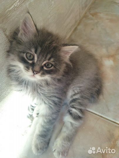 Котопёс