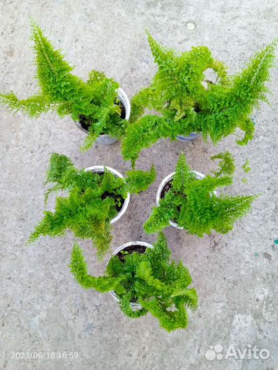 Папоротник кудрявый