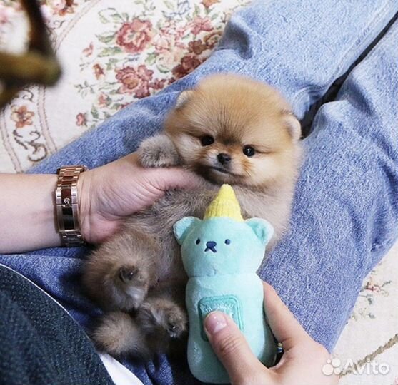 Мини шпицы померанские очень маленькие