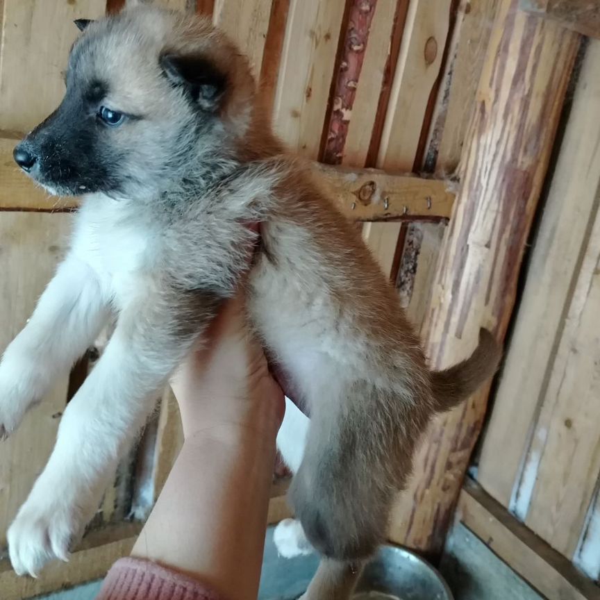 Щенки западно сибирской лайки