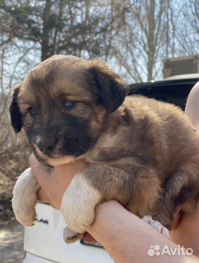 Щеночек девочка 2 мес