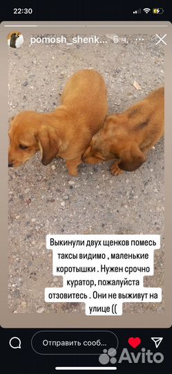 Щенки таксы