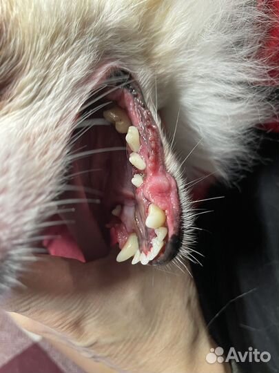 УЗ чистка зубов собакам без наркоза