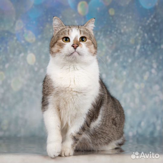 Кошечка Мурочка - круглая фигурочка