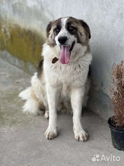 Собака девочка метис австрал. овчарки в добрые рук