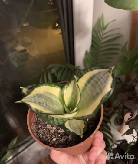 Сансевиерия голден ханни