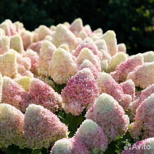 Гортензия саммер лав