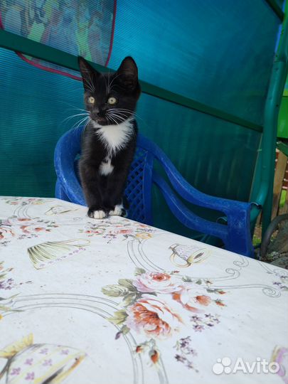 Отдам котенка в добрые руки