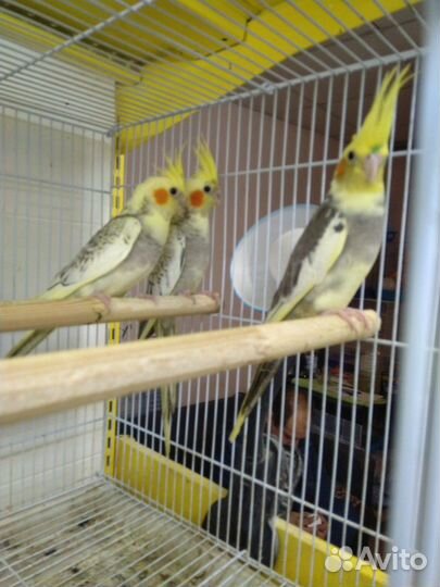 Кореллы птенцы малыши