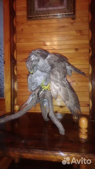 Чучело птиц