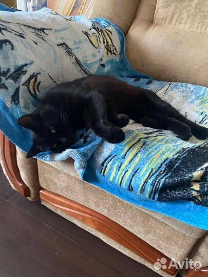 Отдадим кошку в добрые руки