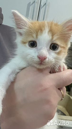 Котенок в добрый руки