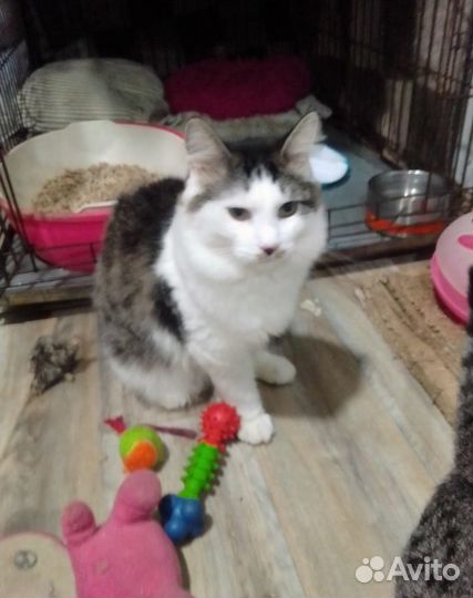 Котик