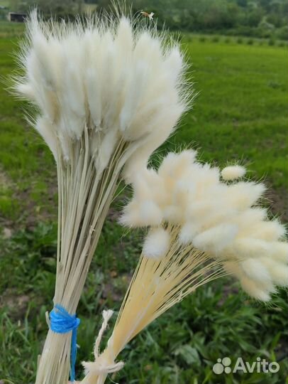 Сухоцветы лагурус