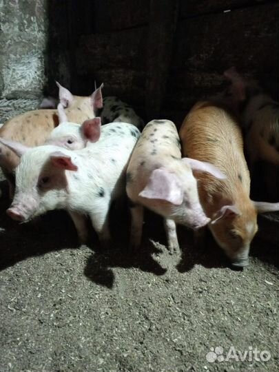 Поросята кантор