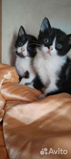 Кошка в дар бесплатно