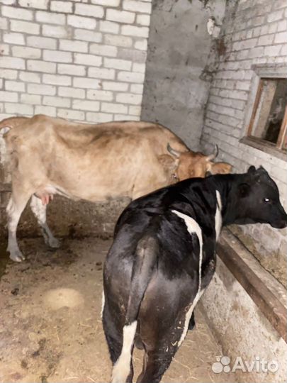 Корова и бычок