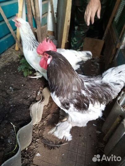 Петух Брама и Фовероль