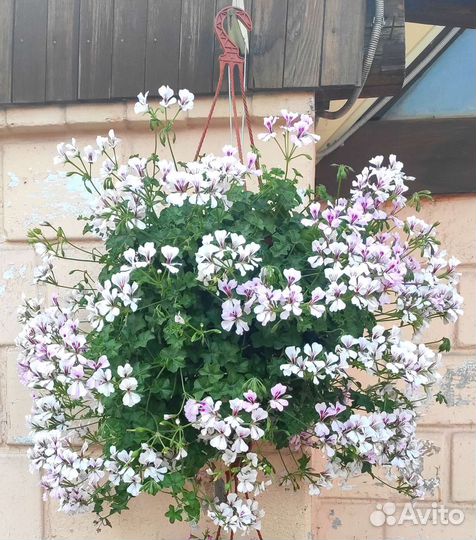 Плющелистная пеларгония