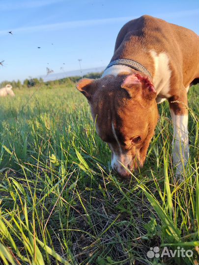 Питбуль кобель