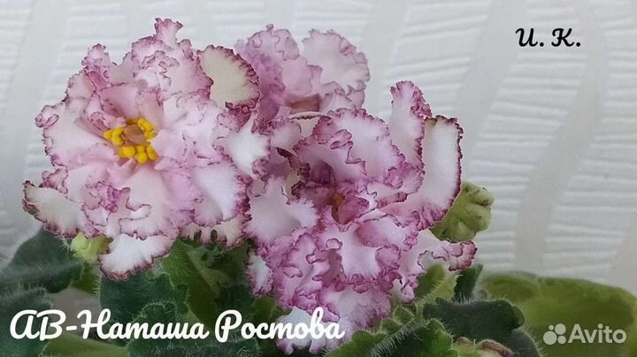 Фиалка