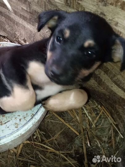 Щенята ищут добрые руки