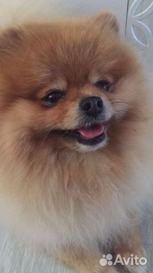 Девочка 2 мес