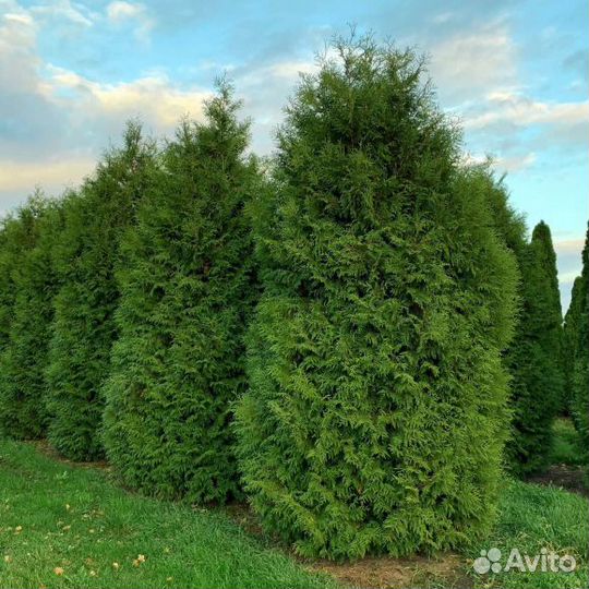 Туя западная 