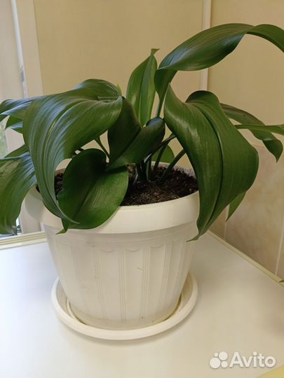 Эухарис амазонская лилия