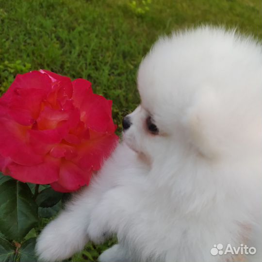 Померанская mini девочка