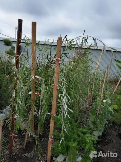 Ива плакучая