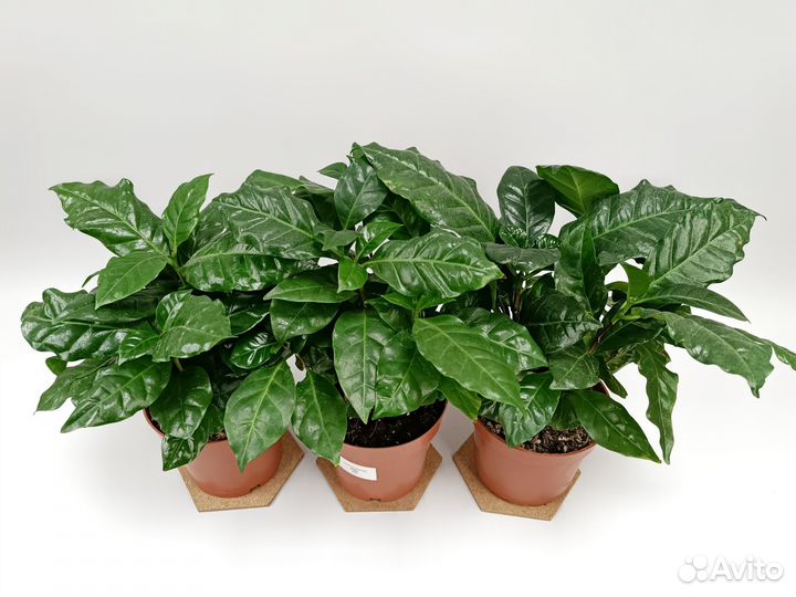 Кофе Арабика растение