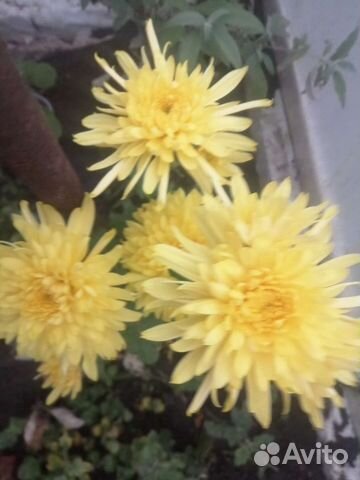 Хризантемы