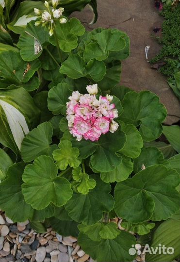 Молодые цветущие пеларгонии/бегонии вечноцветущие