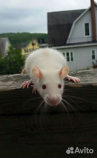 Крысята дамбо и сиамы девочки