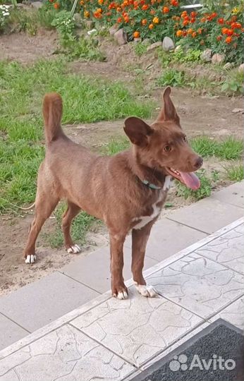 Собака в добрые руки щенок