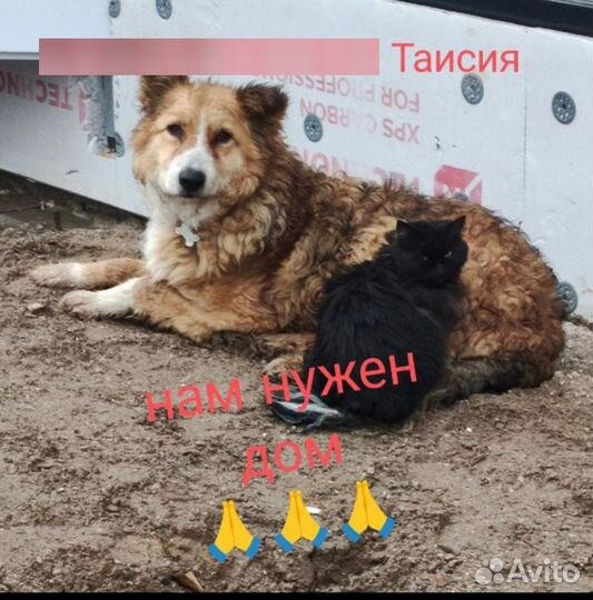 Собака и кот