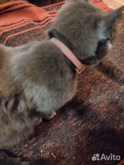 Британская