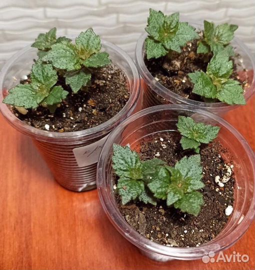 Ахименесы, колерия, эписции