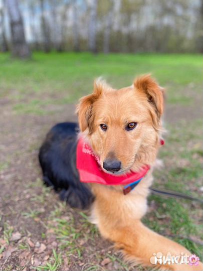 Собака в добрые руки