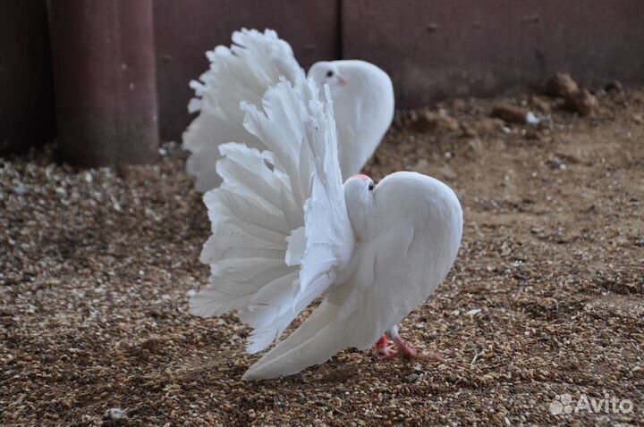 Продам голубей и других птиц