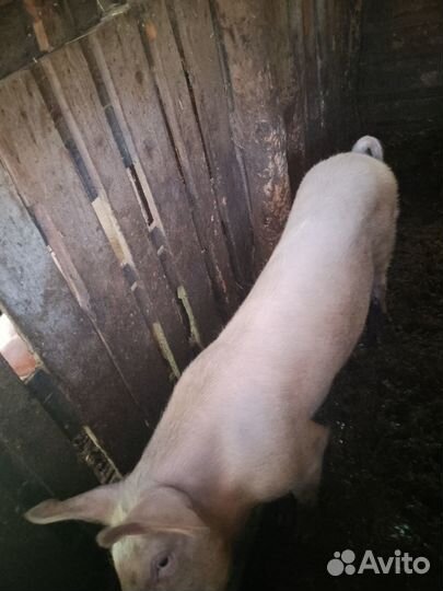 Поросята породы ландрас, на доращивание