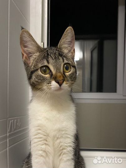 Ласкуша Лина в дар