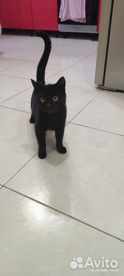 Кошечка в добрые руки