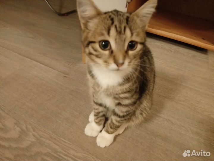 Котик и кошка в дар