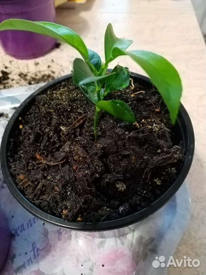 Лимонное дерево