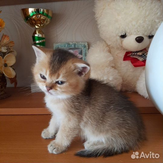 Шотландские котята