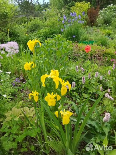 Тематические клумбы