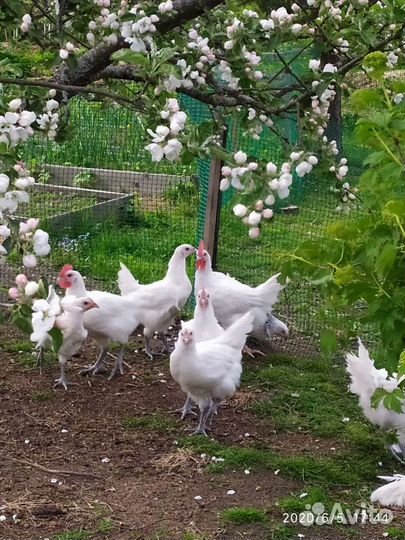 Инкубационное яйцо