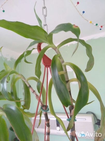 Золотой ус или коллизия